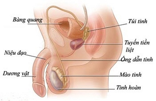 nguyen-nhan-gay-dau-trong-tinh-hoan-la-gi